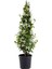 Hedera Helix Sarmaşığı+ Arapyasemini+ Mor Petunya Hediyeli 2
