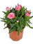 Açık Mor Petunya(10-30 Cm)+ Pembe Karanfil (5-15 Cm) 3