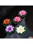 20 Adet Tohum Nadir Karışık Rengarenk Lotus Çiçeği Tohumu Sürpriz Hediye Tohumlu 2
