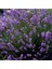10 Adet Potta Angustifolia Lavanta Fidanı Fidesi 2