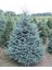 Mavi Ladin Fidanı - 40 cm (Picea Pungens) 1