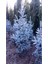Mavi Ladin Fidanı - 40 cm (Picea Pungens) 2