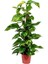 "" Salon Sarmaşığı Sicindapsus 70 cm 1