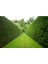 Yeşil Mazı Fidanı 5 Adet - Çit Bitkisi ( Thuja Orientalis ) 2