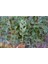 Yeşil Mazı Fidanı 5 Adet - Çit Bitkisi ( Thuja Orientalis ) 5