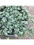 Pilea Glauca - Dostluk Çiçeği 5