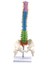 Pelvik Insan Anatomik Anatomisi Omurga Omurga ile 45CM (Yurt Dışından) 1