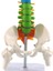Pelvik Insan Anatomik Anatomisi Omurga Omurga ile 45CM (Yurt Dışından) 4