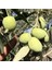 2 Adet Memecik Zeytin Fidanı Tüplü 2yaş ve 1metre Boydur Garantilidir 1