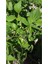 Taze Fasulye Tohumu Aleyna (Cino) (Oturak) Cino Oturak Taze Fasulye Tohumu 1 kg 5
