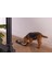 Dbl Köpek Mama Su Kabı, Bambu, Bej, 17CM, 800ML 4