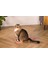 Kedi Karton Tırmalama, Pembe, 45CM Bstmy 2