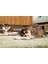 Yavru Köpek Diş Oyuncağı, Içi Dolu Halka ve Kumaş, Kauçuk, Yeşil, 8,5cm Bstmy 3