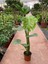 Deve Tabanı Monstera Osa Ithal Orta Boy 1