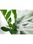 189-0036 Premium Yaprak Desenli Statik Cam Folyo ( 45 cm x 1 mt ) 5