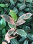 Ofis Bitkisi Pembe Alacalı Kauçuk-Ficus Elastica Belize 1