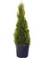 Haftanın Yıldızı Limon Çamı - Limoni Servi (Cupressus Macrocarpa) (100 - 120CM Saksı Dahil) 1