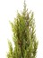 Haftanın Yıldızı Limon Çamı - Limoni Servi (Cupressus Macrocarpa) (100 - 120CM Saksı Dahil) 2