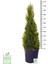 Haftanın Yıldızı Limon Çamı - Limoni Servi (Cupressus Macrocarpa) (100 - 120CM Saksı Dahil) 3