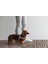 Dbl Köpek Göğüs Tasması, Velur, Gri, S, 20MM x 52CM Bstmy 4