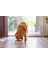 Köpek Mama Su Kabı, Seramik, Yeşil Beyaz, 18CM, 1200ML Bstmy 2