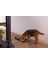 Dbl Köpek Mama Su Kabı, Bambu, Bej, 17CM, 800ML Bstmy 4