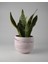Dekoratif Beton Saksı - Orta Boy Yuvalak - 15X14CM 2l 1