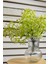 Yapay Cipso Demeti Krem 35 cm 5 Dal 2