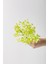 Yapay Cipso Demeti Krem 35 cm 5 Dal 4