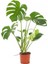 Deve Tabanı 60 80 cm Monstera Osa Ev Bitkisi Ofis Bitkisi Salon Bitkisi 1