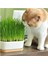 Doğal Kedi Çimi (Tüy Yumağı Önleyici) + Avokado Kedi Çimi Kedi Oyuncağı 2