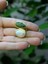 Doğal Taş Zebercet (Peridot) Sedef Gold Kaplama Kadın Ayarlanabilir Doğal Taş Yüzük EOUY4ZS 3