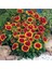 Gayret Çiçeği 5 Adet 'gaillardia Grandiflora' 2