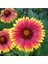 Gayret Çiçeği 5 Adet 'gaillardia Grandiflora' 3