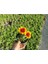 Gayret Çiçeği 5 Adet 'gaillardia Grandiflora' 4