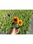 Gayret Çiçeği 5 Adet 'gaillardia Grandiflora' 5