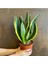 Videolu Paşa Kılıcı Peygamber Kılıcı Bitkisi 1 Adet Saksılı 30-40 cm Salon Ofis Bitkisi(Sansevieria 1