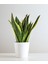 Videolu Paşa Kılıcı Peygamber Kılıcı Bitkisi 1 Adet Saksılı 30-40 cm Salon Ofis Bitkisi(Sansevieria 2