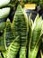 Videolu Paşa Kılıcı Peygamber Kılıcı Bitkisi 1 Adet Saksılı 30-40 cm Salon Ofis Bitkisi(Sansevieria 3