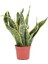 Videolu Paşa Kılıcı Peygamber Kılıcı Bitkisi 1 Adet Saksılı 30-40 cm Salon Ofis Bitkisi(Sansevieria 4
