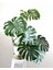 Monstera Osa Deve Tabanı 80-100 cm 1