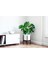 Monstera Osa Deve Tabanı 80-100 cm 2