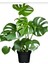 Monstera Osa Deve Tabanı Bitkisi 40-50 cm 1