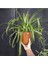 Chlorophytum Comosum Kurdele Çiçeği Askılı Saksıda Dolgun Formlu 2