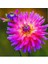 5 Adet Nadir Renk Dahlia Tohumu 1