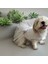 Kedi ve Köpek Gelinliği 1