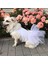 Kedi ve Köpek Gelinliği 1