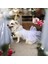 Kedi ve Köpek Gelinliği 2