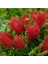 Callistemon Laevis Fırça Çalısı Fidanı 1