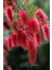 Callistemon Laevis Fırça Çalısı Fidanı 2